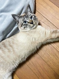 2歳を迎えたしらすくん。愛情を注がれ、幸せな日々（画像提供：千晶さん）