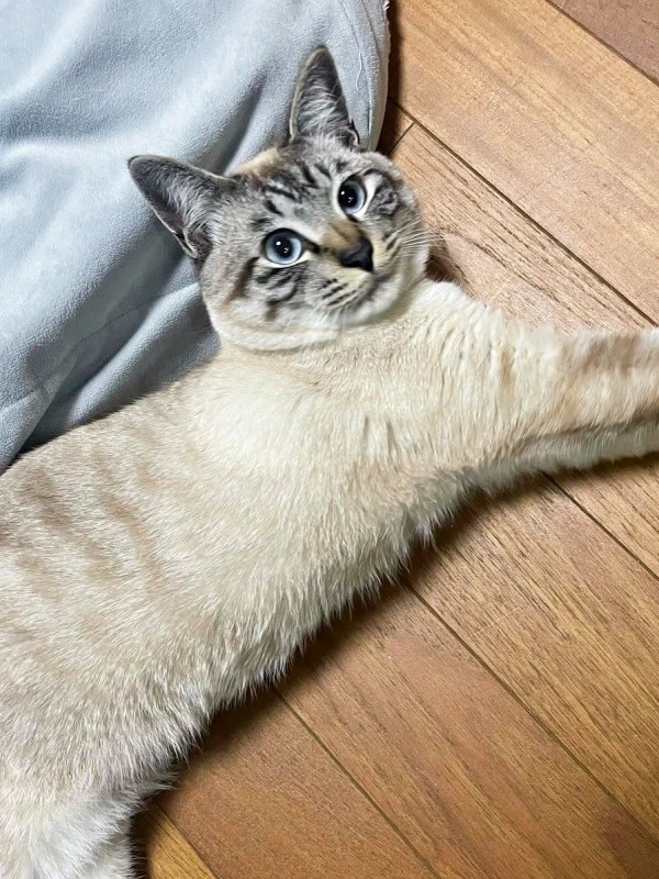 2歳を迎えたしらすくん。愛情を注がれ、幸せな日々（画像提供：千晶さん）