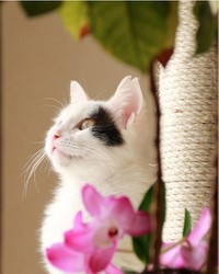 亡くなった福太郎ちゃん