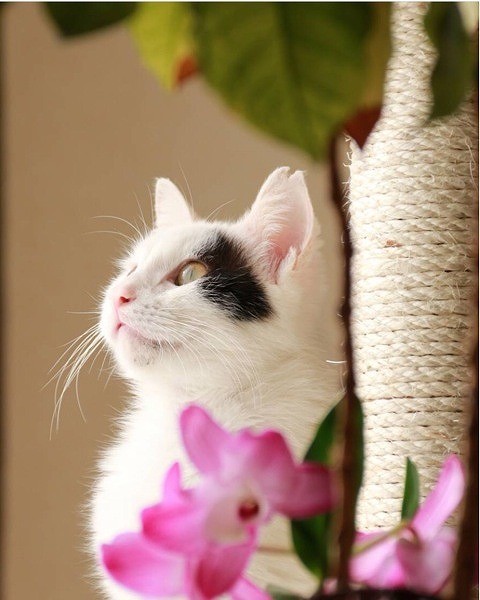 亡くなった福太郎ちゃん