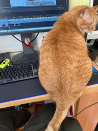 マウスのつもり？＝かぎしっぽすず&つむぎさん（@kagisuzu0531）提供
