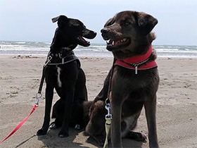 九十九里浜にお出かけしたビックとニコ　一緒に遊ぶのが大好き