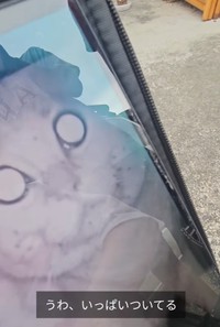 倒壊現場に設置したカメラに映ったボブ…顔にアリだらけだったという（「つかねこ動物愛護環境福祉事業部」さん提供、Instagramよりキャプチャ撮影）