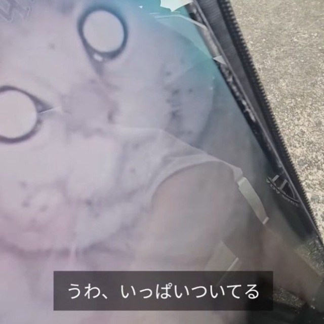 倒壊現場に設置したカメラに映ったボブ…顔にアリだらけだったという（「つかねこ動物愛護環境福祉事業部」さん提供、Instagramよりキャプチャ撮影）
