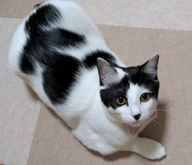 飼い主さんを見上げるくるりちゃん（画像提供：うちのお嬢さん）