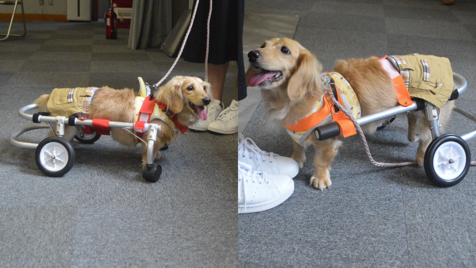 犬の車いす (ある犬ねん) 【公式通販】