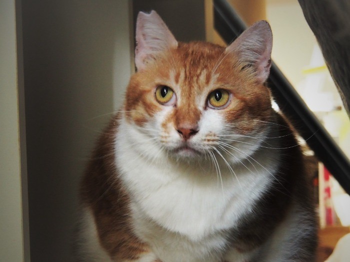 取材時に屋根裏に隠れたビビりのチャーハン