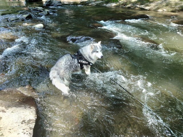 川に佇む姿が凛々しい（画像提供／アポロ＠ハスキー）