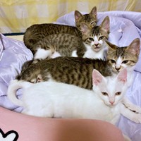 仲良く身を寄せ合う猫たち（画像提供：おゆちゃんさん）