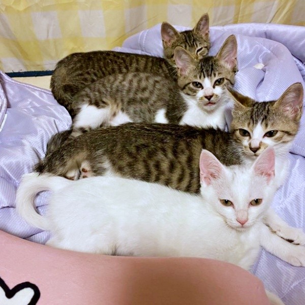 仲良く身を寄せ合う猫たち（画像提供：おゆちゃんさん）