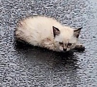 その存在は小さな子猫。しかも、後ろ足を怪我している様子です