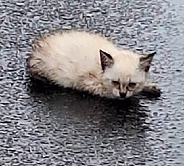 その存在は小さな子猫。しかも、後ろ足を怪我している様子です