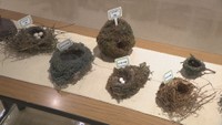 野鳥の巣も展示