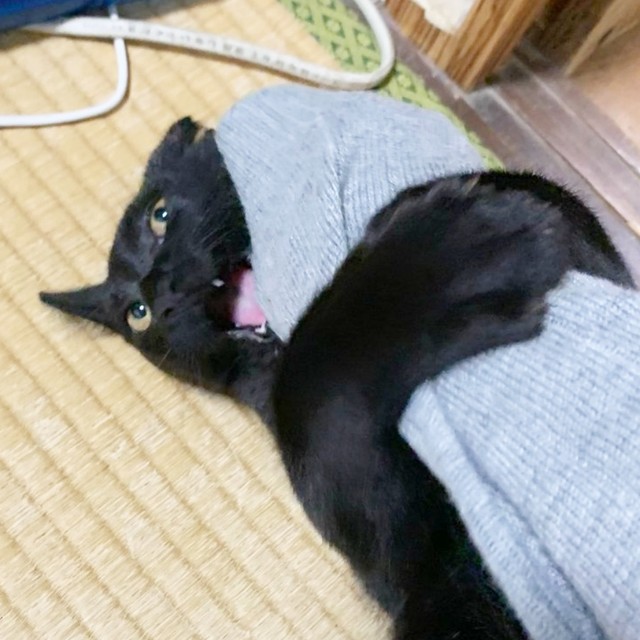 2回目、飼い主さんと会ったときのアサトくん（画像提供：ゆきのさん）