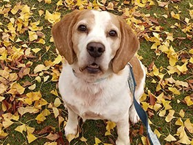 家族を代表しておやつをもらいに来ました！　食いしん坊のビーグル「ぽんた」