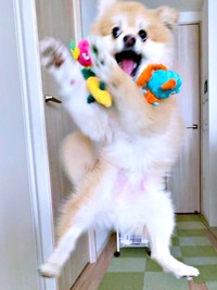 おもちゃで大はしゃぎ！？ ハイテンションになったぱるくん（画像提供：でかポメのぱるさん）