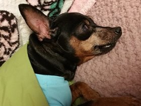 ２匹の犬は体温ちょい高め　湯たんぽのようなぬくもり