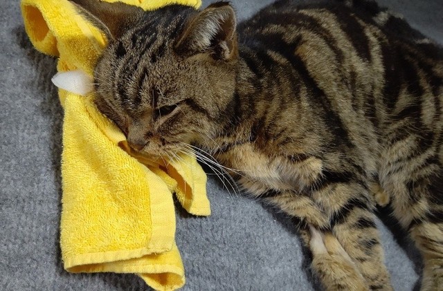 最期までたくさん愛された12年間だった