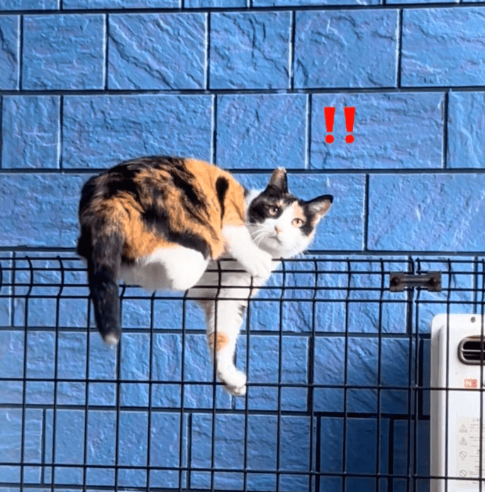 「見られてた！」動きを止める野良猫（提供：@kitsukiko432さん）
