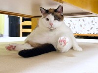 狭い場所でまったりくつろぐモモちゃん（画像提供：黒猫さん）