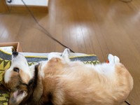 少し浮いてる、、、？（提供：こたろうさん）