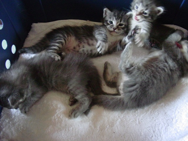 生まれて間もないころは、みんな健康と思っていたが…