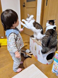 息子さんと遊ぶ同居猫・マリーちゃん、それを見守るローズちゃん（画像提供：だいちゃんさん）