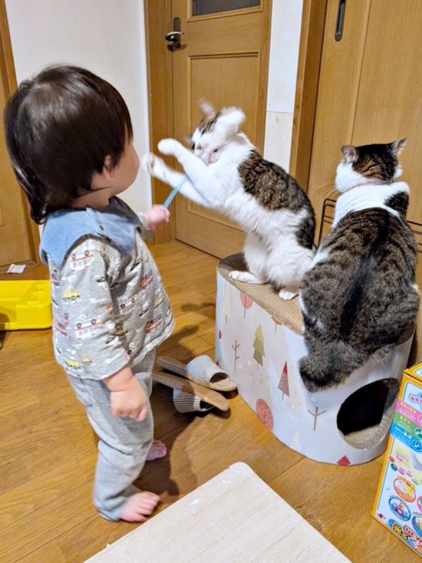 息子さんと遊ぶ同居猫・マリーちゃん、それを見守るローズちゃん（画像提供：だいちゃんさん）