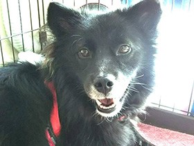 この子を幸せにしたい！の想いを込めて　元保護犬のMIX「幸」