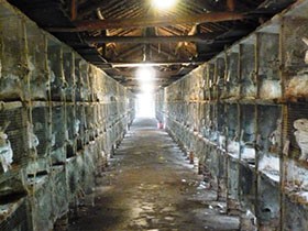 毛皮がどう作られるか知っていますか？　狭く不衛生なケージで一生を過ごす動物たち