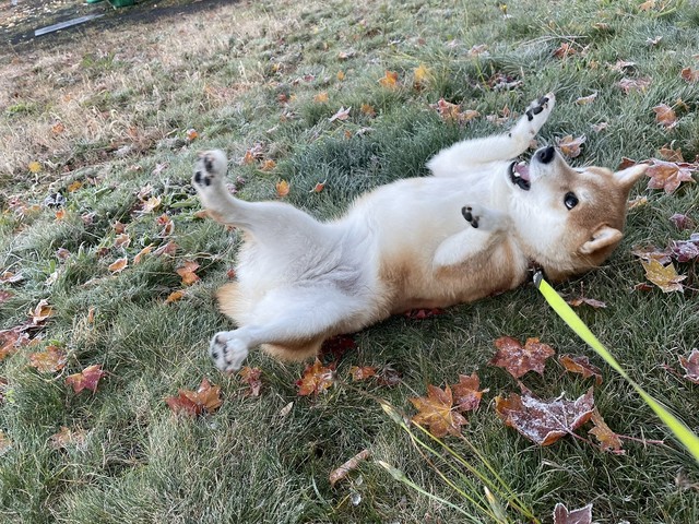 元気にお散歩中！（画像提供：柴犬ハルさん）