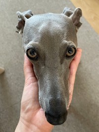 アゴ乗せ成功！ 飼い主さんを見上げるプットくん（画像提供：プットさん）