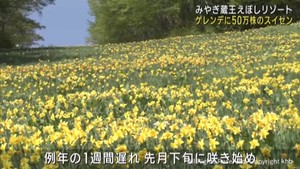 ５０万株のスイセンが満開に　みやぎ蔵王えぼしリゾート