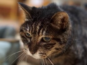 自販機の陰に住みついた老猫　放っておけず家に迎え入れた