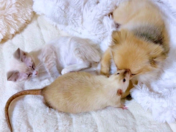 10匹を超える多種多頭飼育、仲良く寄り添う姿にほっこり（画像提供：きなこ@針村さん）