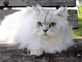 公園へお散歩に行くのが大好き！　ペルシャ「銀ちゃん」　