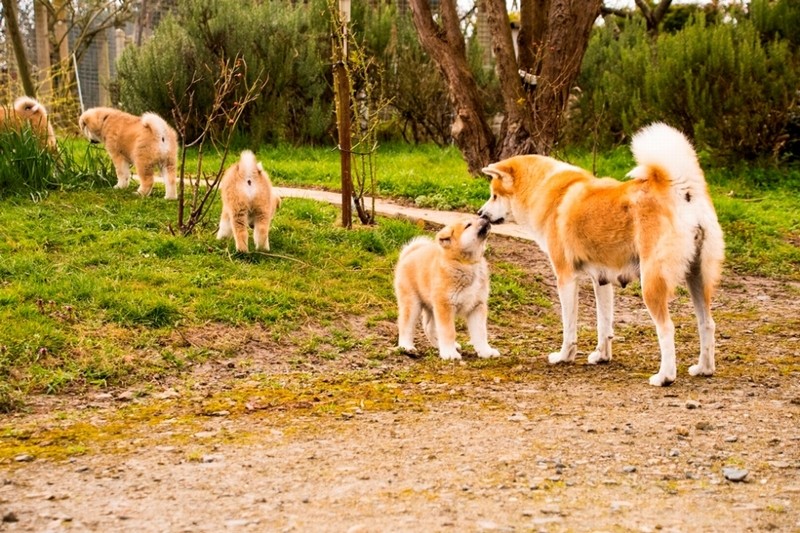 生後８週目。『秋田犬のおやこ』より　（酒巻洋子　写真・文　/ 翔泳社 )