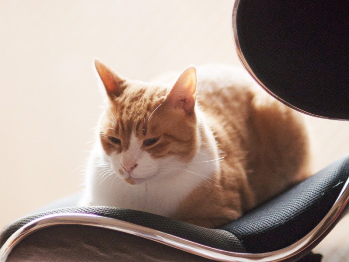 「歯みがきとか爪切りとか面倒なことは嫌いなんだよな」（小林写函撮影）