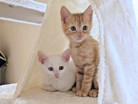 子猫時代の（左から）あきらちゃん、みのるちゃん（画像提供：emy@保護猫とレオパと平屋一人暮らし）