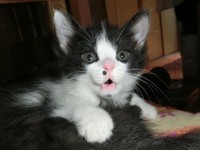 子猫時代のネーちゃん、すくすく成長した