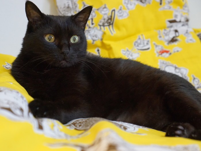 「先輩猫ちゃん、いろんなこと教えてくれて、本当に、本当にありがとう」