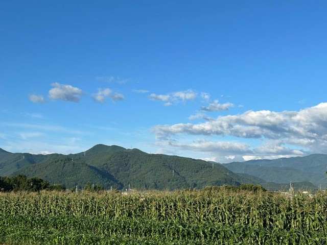 アルプスの山々を背景に広がる、塩尻市のとうもろこし畑／つむぐ農園｜あやさん（@tsumugunouen）提供