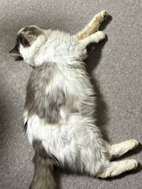 おうちでくつろぐメルくん（画像提供：レオとむぎさん）