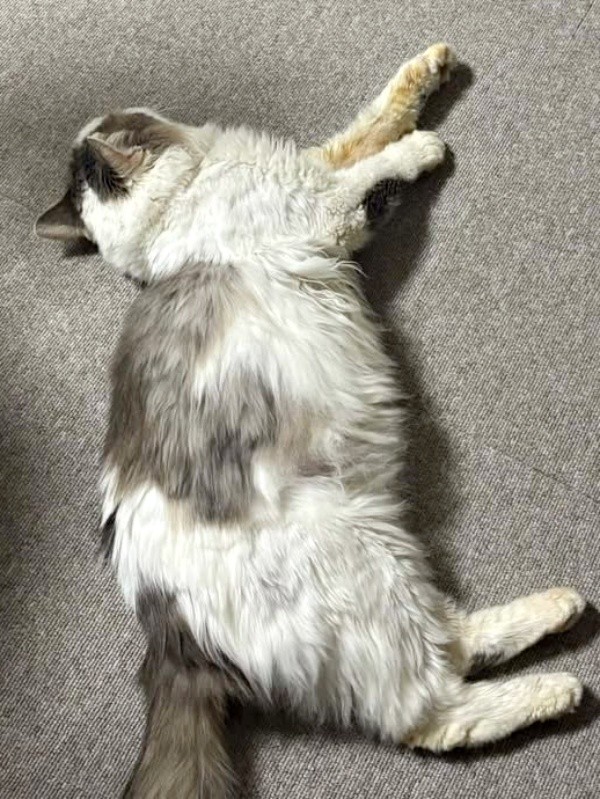 おうちでくつろぐメルくん（画像提供：レオとむぎさん）