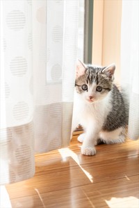 保護当時のののくん（画像提供：ozozaccoさん）