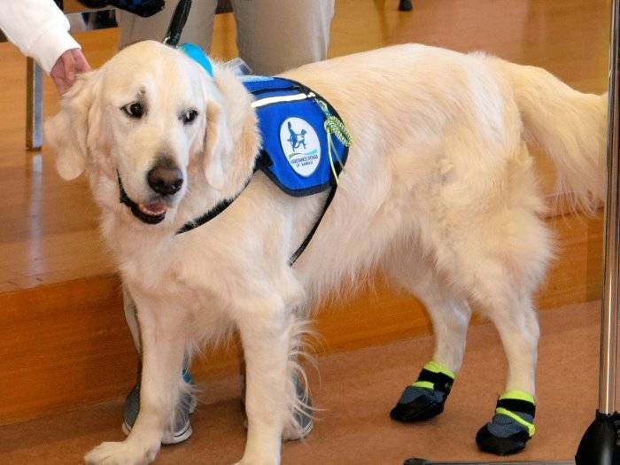 神奈川県立こども医療センターで初代のファシリティードッグを務めたベイリー