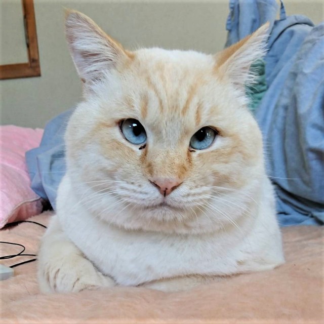 寄り目が可愛いビッグチャンスくん。お外にいる時は寄り目なので「よっちゃん」と呼ばれていました