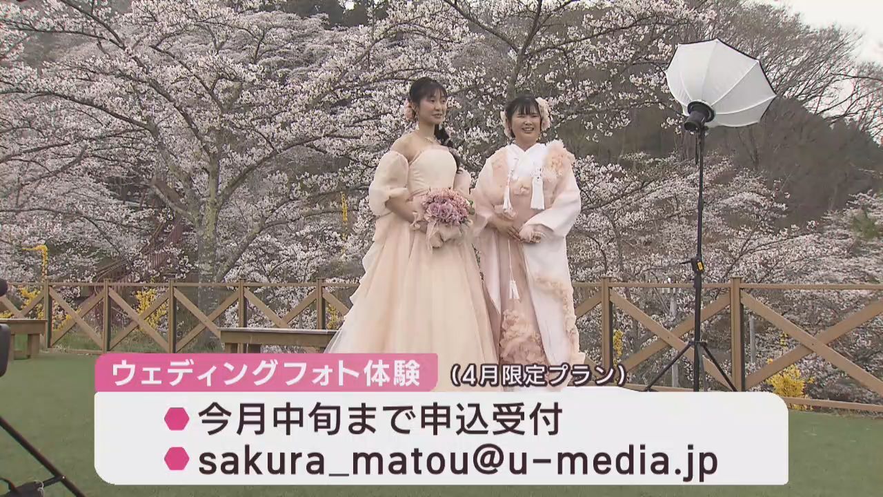 古くなった一目千本桜を活用してウェディングフォト