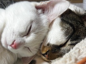 多頭飼いは幸せ倍増！　保護活動をしていた私がトライアル期間を経て子猫を迎えた