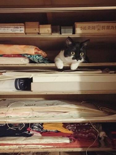 中村家の千葉ちゃん。着物棚も少し開けておくと猫の居場所に（提供：猫と建築社）